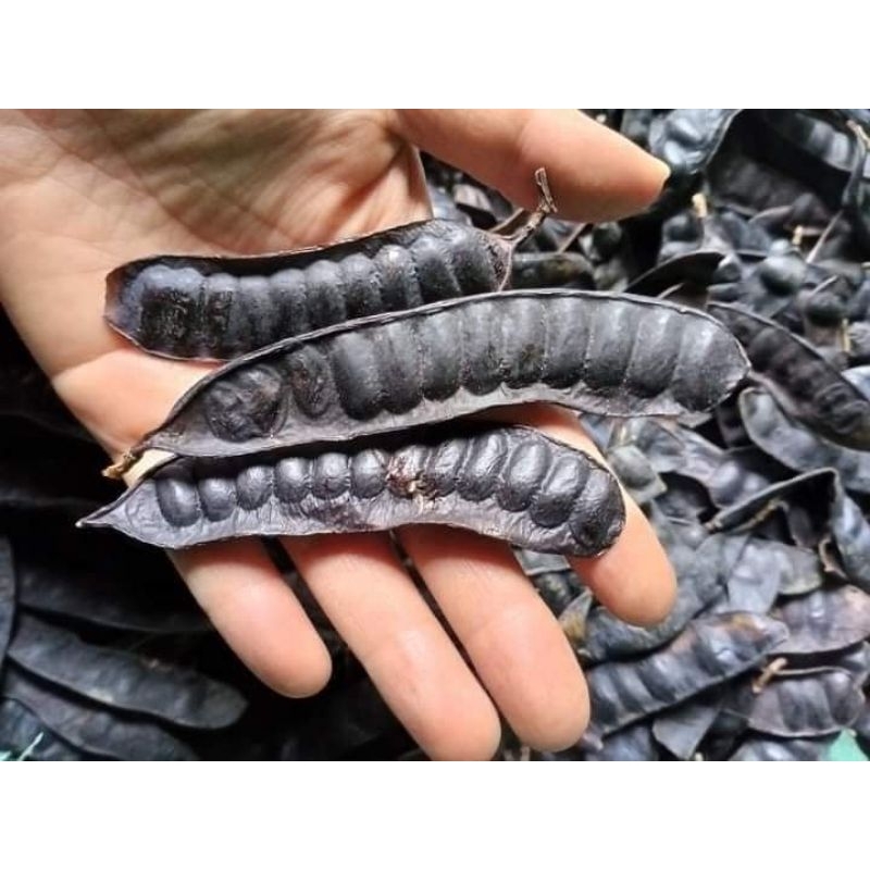 Trái Bồ kết khô 500g