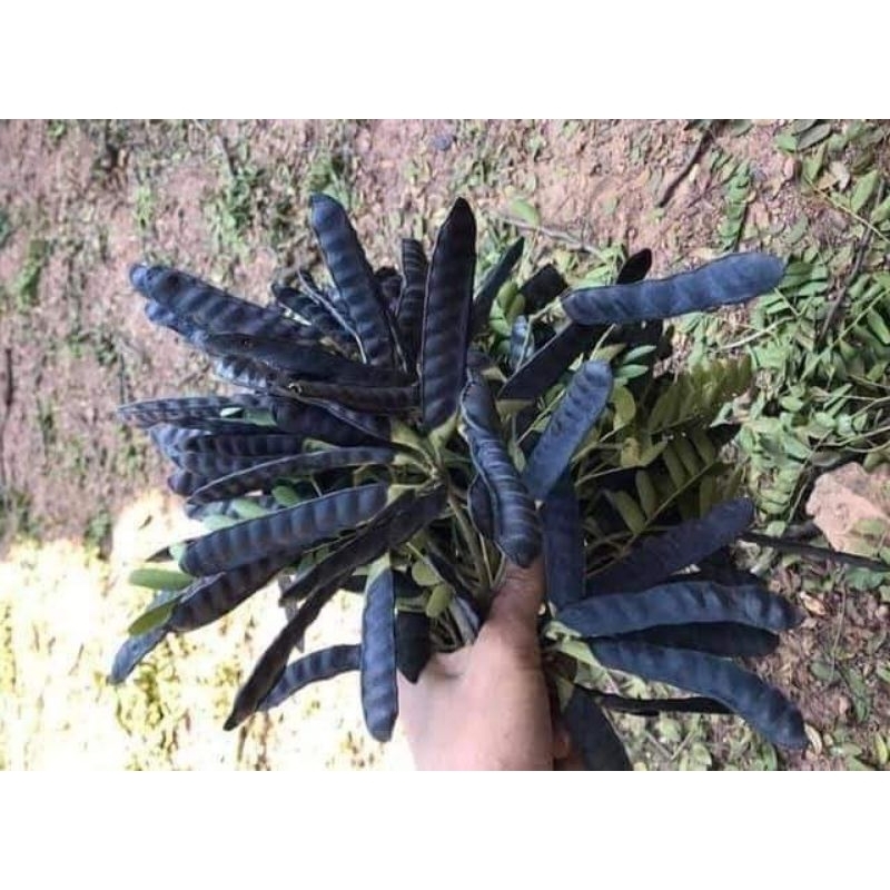 Trái Bồ kết khô 500g