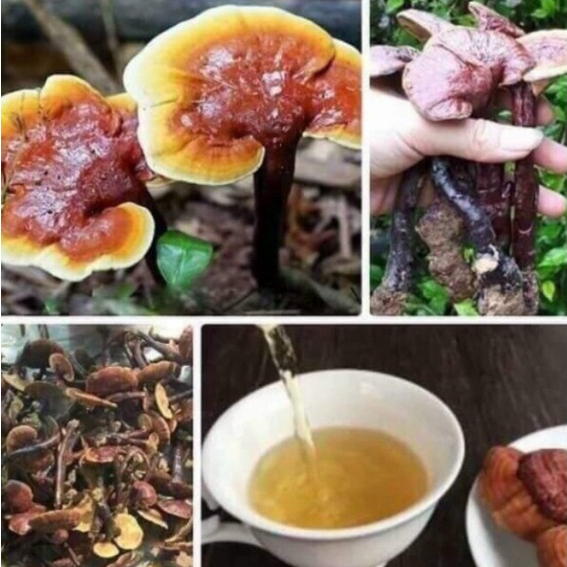 Nấm Lim Xanh Sơn La Tốt Cho Sức Khỏe Loại Chuẩn 500g