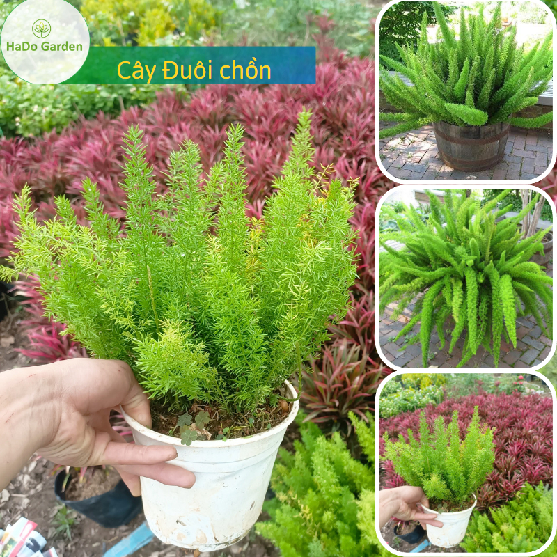Cây Đuôi Chồn (tặng kèm phân vi sinh) cây đại diện cho sự may mắn,năng lượng tốt cho gia chủ.