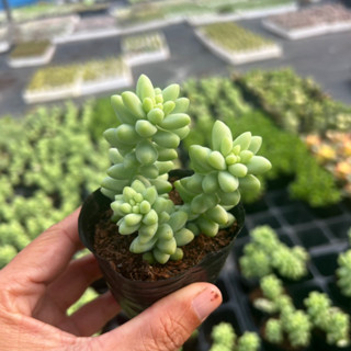 cây sen đá Chuỗi ngọc bi Sedum morganianum size bầu 4-4,5cm, cây cảnh trang trí nhà cửa THUANPHAT GARDEN