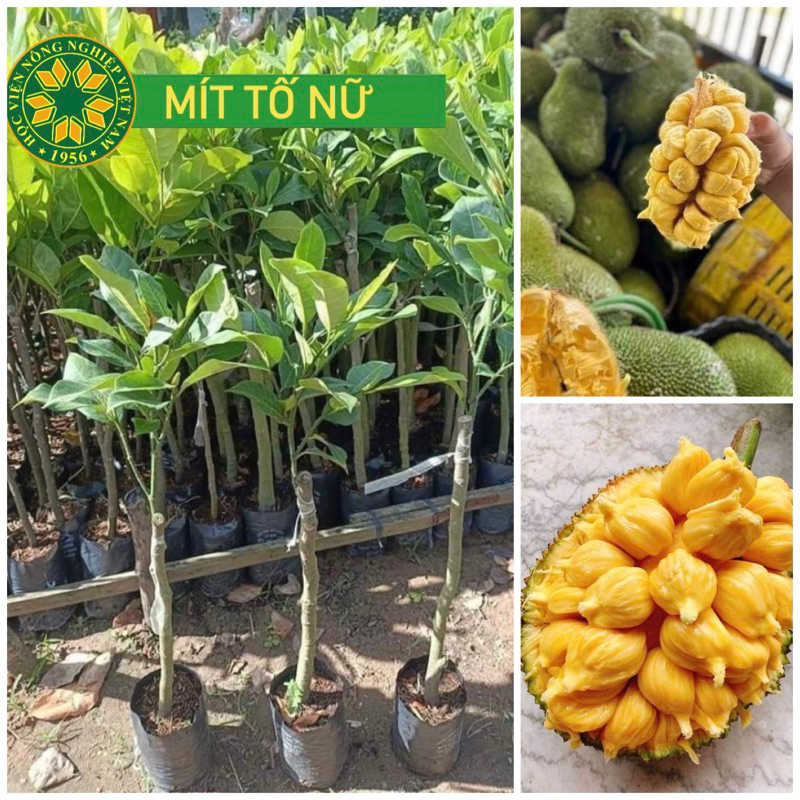 Mít tố nữ siêu trái