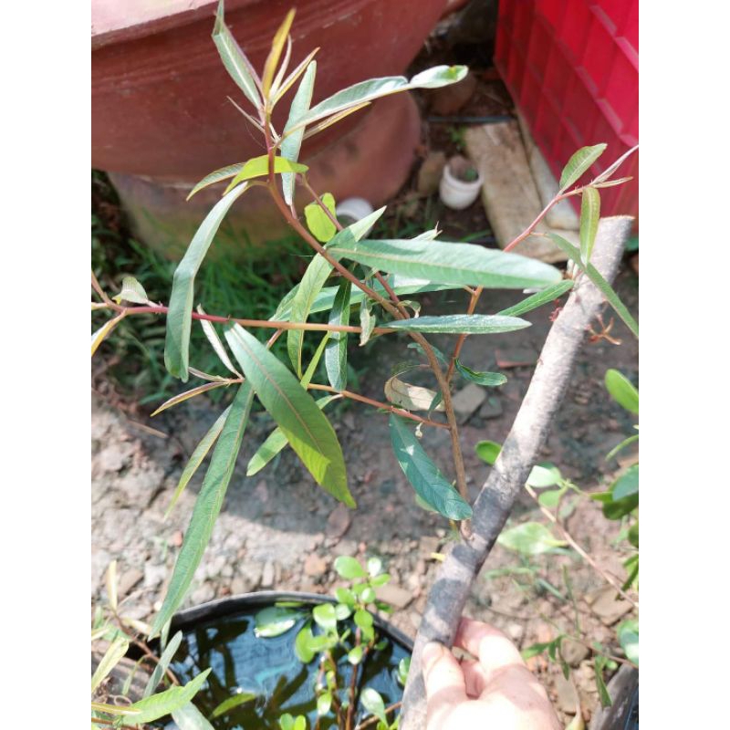 Cây Rù Rì Thủy Sinh . cóc trắng.