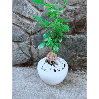 Chậu Cây Hạnh Phúc