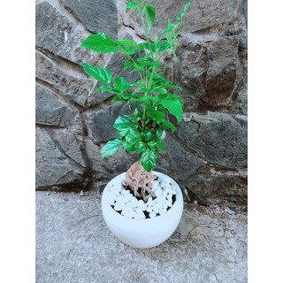 Chậu Cây Hạnh Phúc