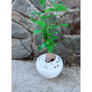 Chậu Cây Hạnh Phúc
