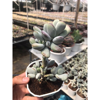 Sen đá sỏi tím size trung chậu 10cm lỗi 1 đổi 1