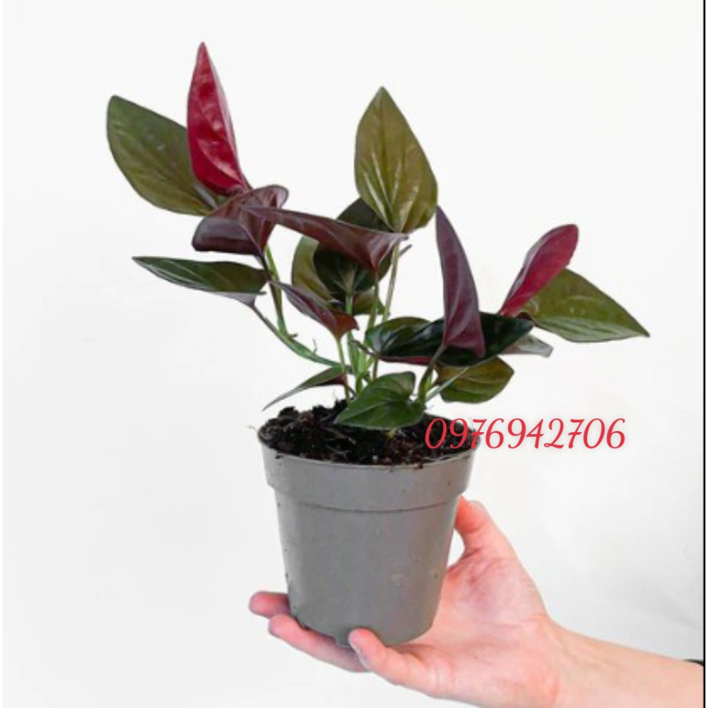 NCC-Trầu bà tím Syngonium Erythrophyllum -thanh lọc không khí-thích hợp văn phòng, nhà ở, sân vườn