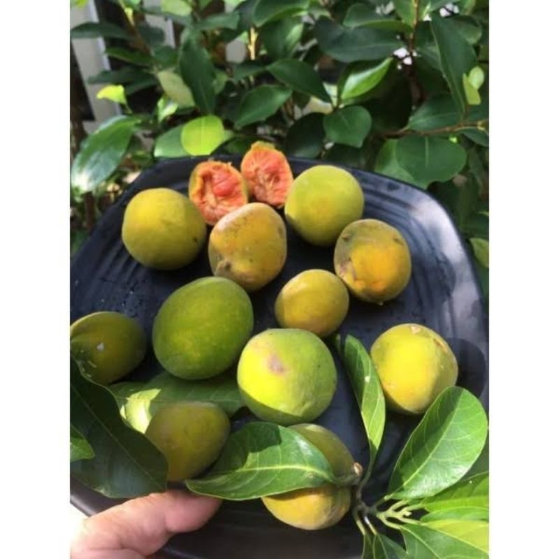 Cây chay ruột đỏ ngon, ngọt