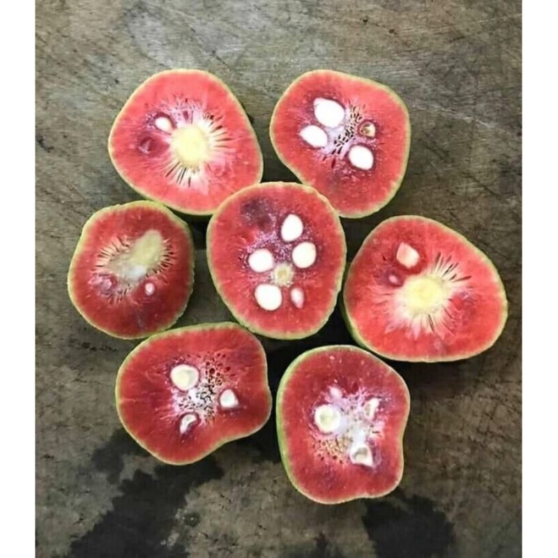 Cây chay ruột đỏ ngon, ngọt