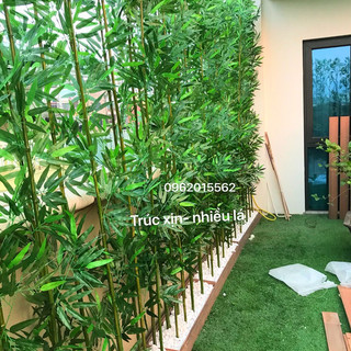 Cây trúc quân tử nhiều lá cao cấp ( giá1 cây k bao gồm đế)