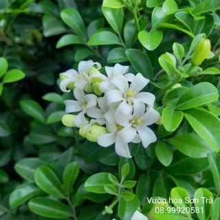 Cây nguyệt quế thái lớn, đang hoa.