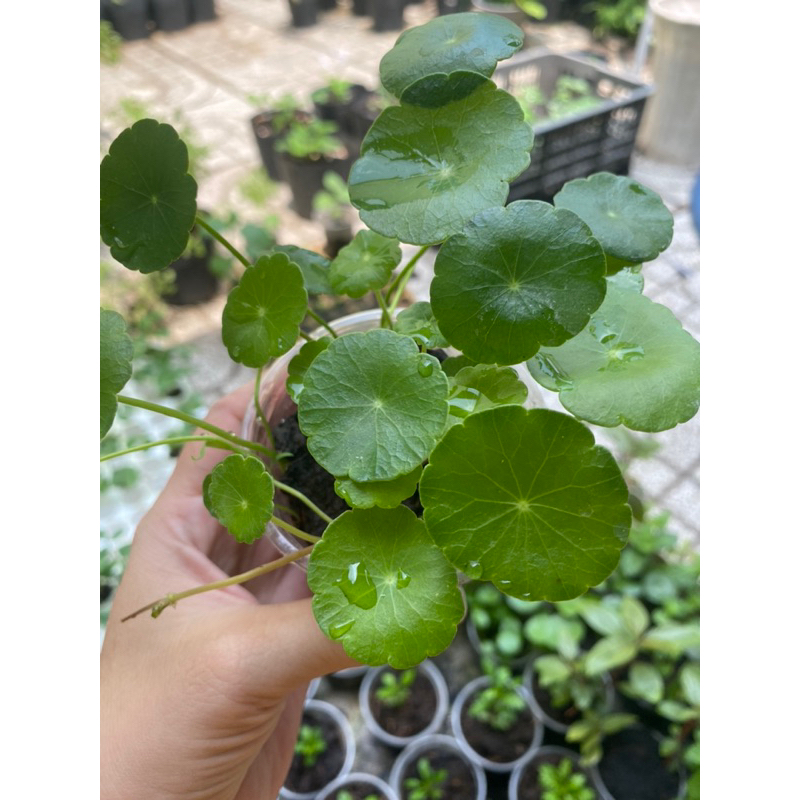 Rau Má Kiểng