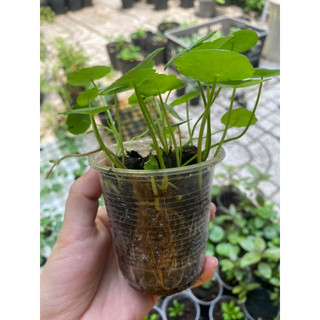 Rau Má Kiểng