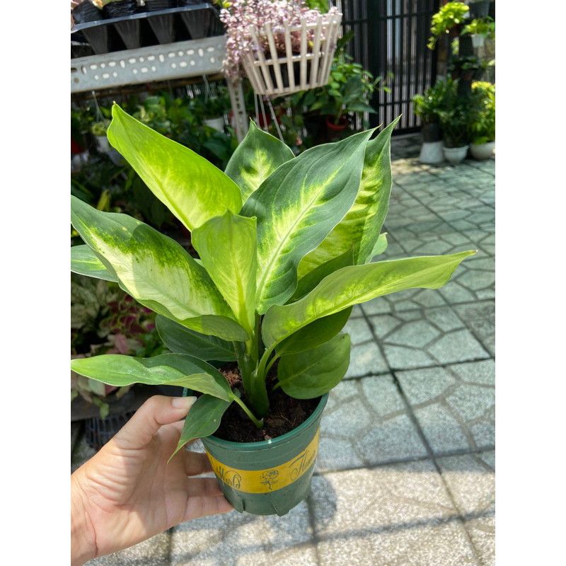 Cây dạ lan thanh mini