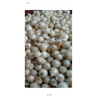 2kg Hành tăm( củ nén) nghệ an loại đẹp, ngon