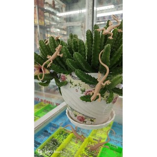Đồ chơi Thằn lằn giả bằng su