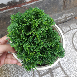 Tùng xoắn MIX CHẬU để bàn