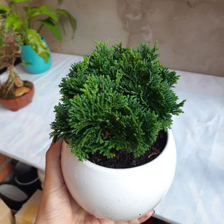 Tùng xoắn mix chậu để bàn