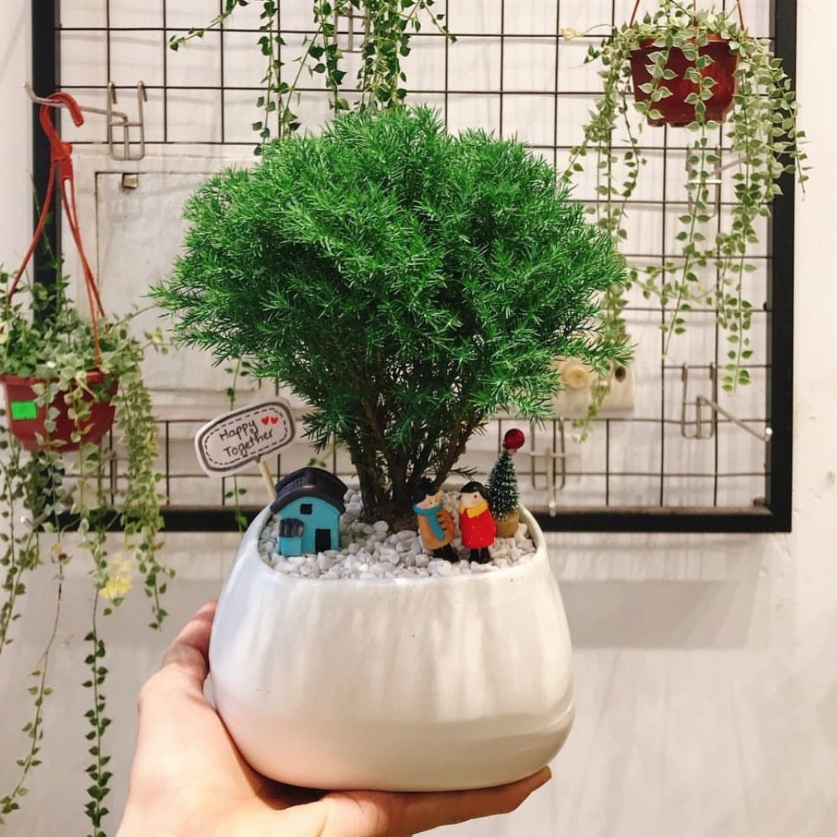 Tùng bồng lai TRÒN MIX CHẬU để bàn