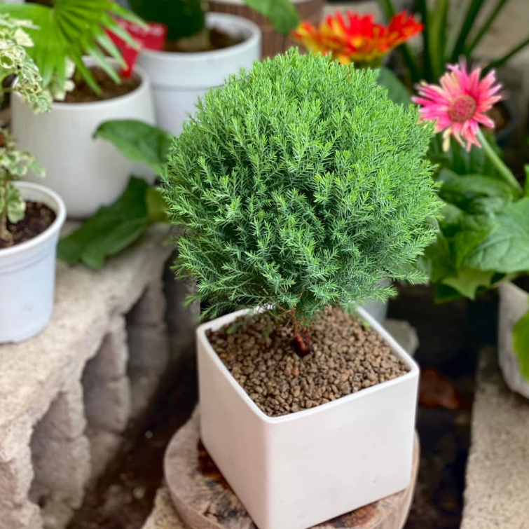 Tùng bồng lai TRÒN MIX CHẬU để bàn