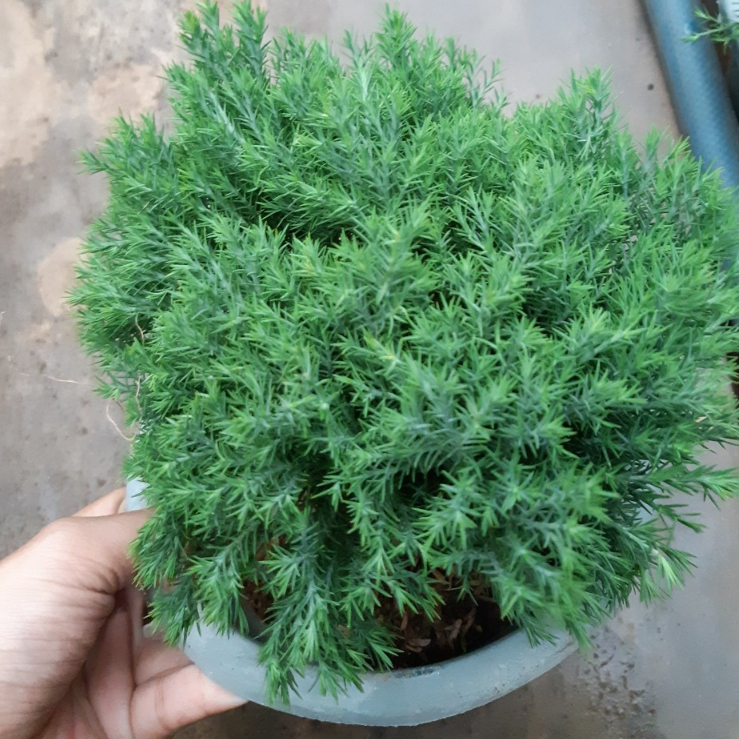 Tùng bồng lai TRÒN MIX CHẬU để bàn