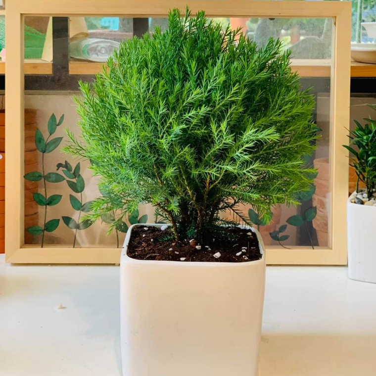 Tùng bồng lai TRÒN MIX CHẬU để bàn