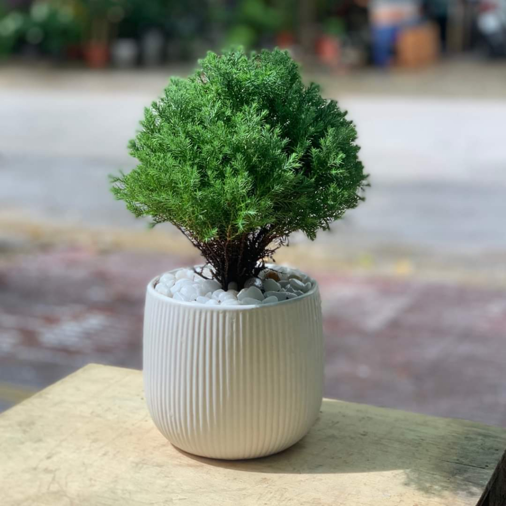 Tùng bồng lai TRÒN MIX CHẬU để bàn