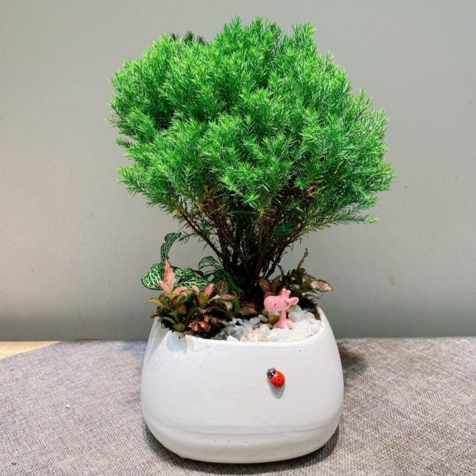 Tùng bồng lai TRÒN MIX CHẬU để bàn