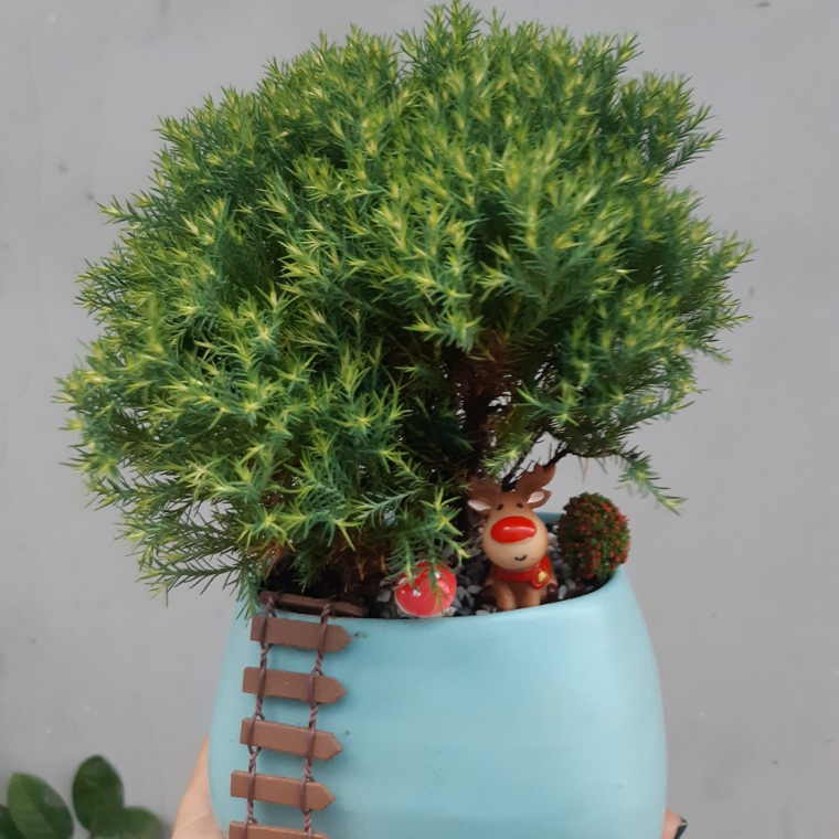 Tùng bồng lai TRÒN MIX CHẬU để bàn