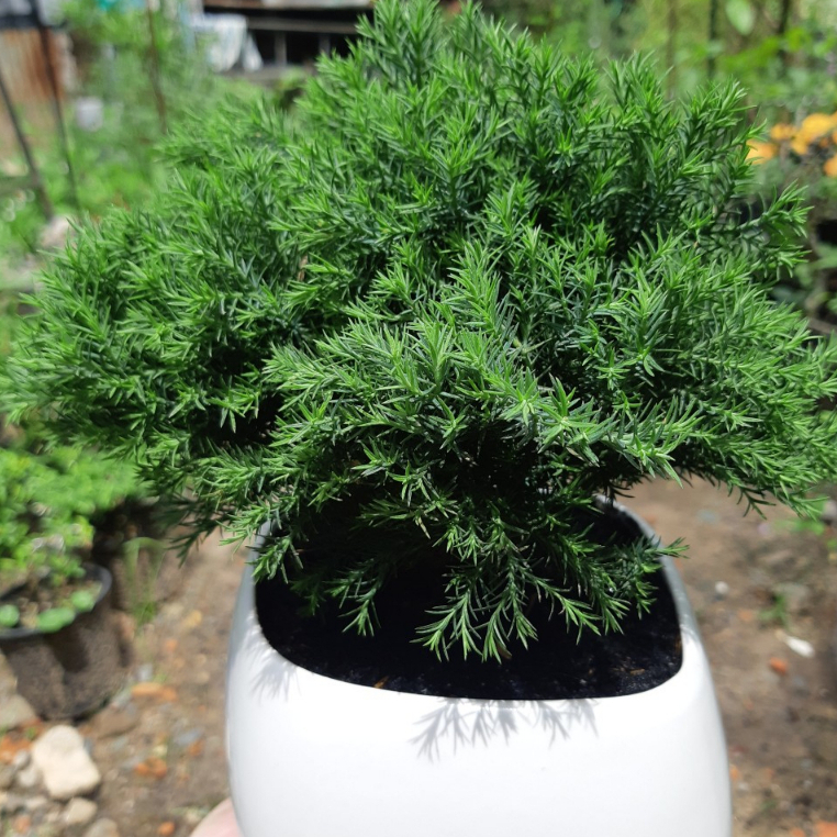 Tùng bồng lai TRÒN MIX CHẬU để bàn