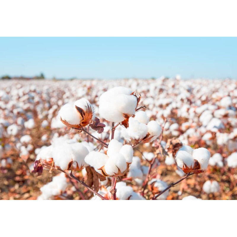 Hạt giống Bông vải cotton