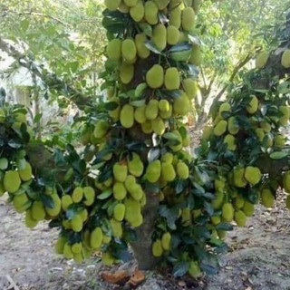 Mít tố nữ siêu trái