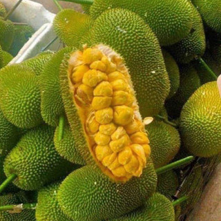 Mít tố nữ siêu trái