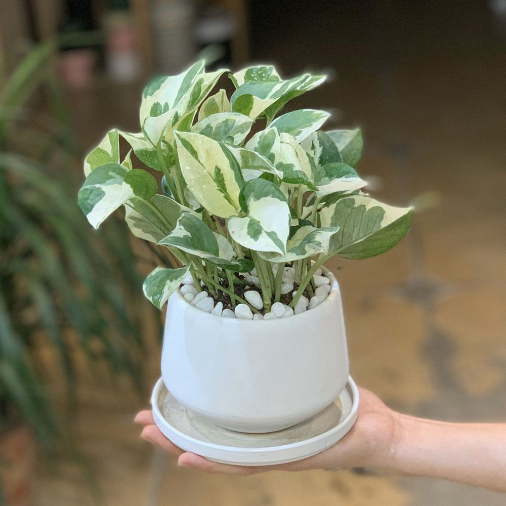 Trầu bà sữa MIX CHẬU để bàn