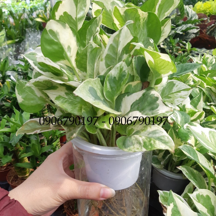 Trầu bà sữa MIX CHẬU để bàn