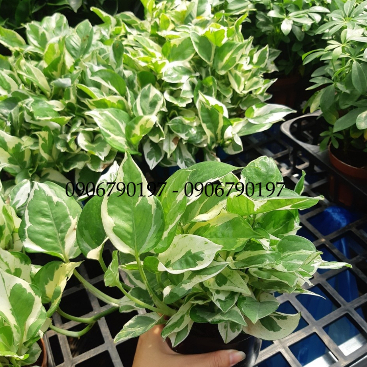 Trầu bà sữa MIX CHẬU để bàn
