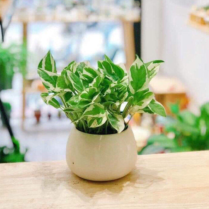 Trầu bà sữa MIX CHẬU để bàn