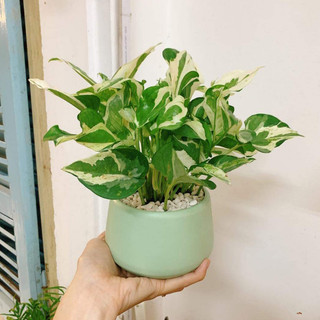 Trầu bà sữa mix chậu để bàn