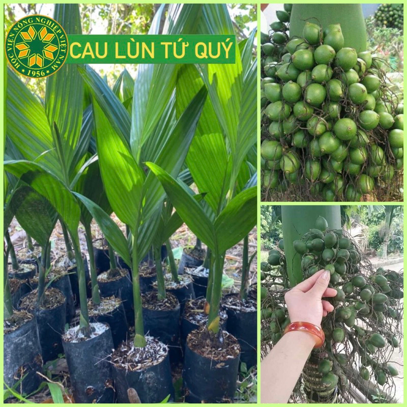 Giống chuẩn cau lùn tứ quý