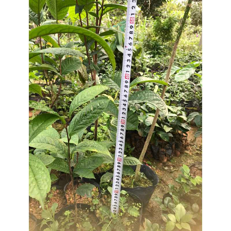 Giống  trà hoa vàng cao 60cm