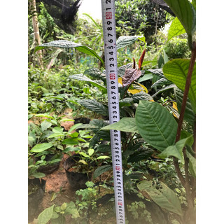 Giống  trà hoa vàng cao 60cm
