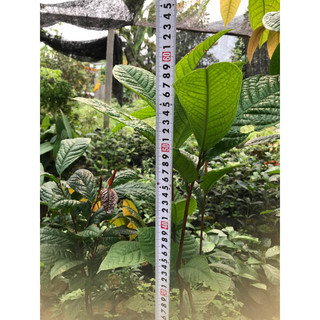 Giống  trà hoa vàng cao 60cm