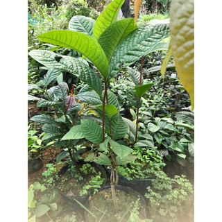 Giống  trà hoa vàng cao 60cm