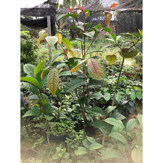 Giống  trà hoa vàng cao 60cm