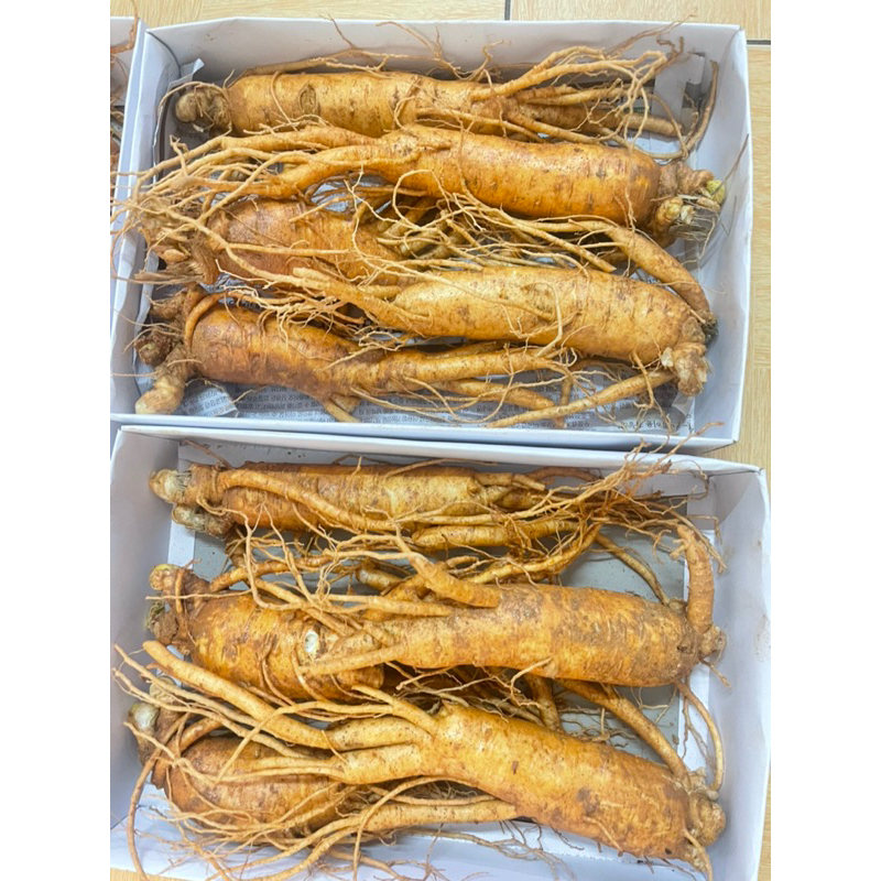 SÂM TƯƠI GÃY RỄ NGÂM MẬT ONG 4,5,6 CỦ/1kg