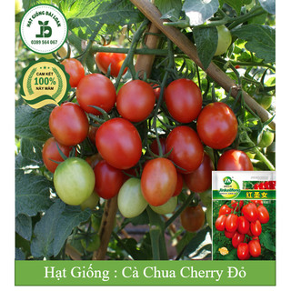 Hạt Giống Cà chua cherry đỏ siêu trái chịu nhiệt F1 Đài Loan