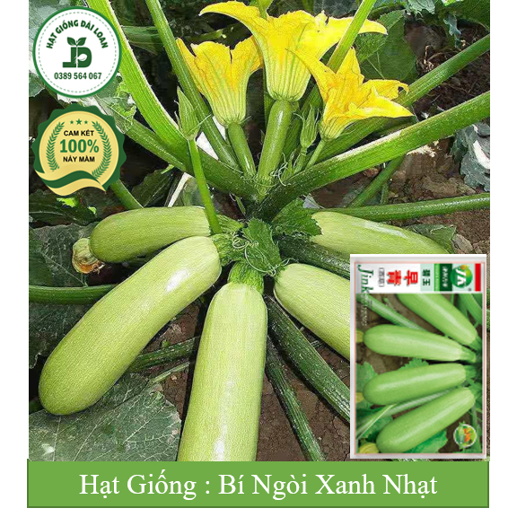 Hạt giống bí ngòi xanh siêu quả Đài Loan