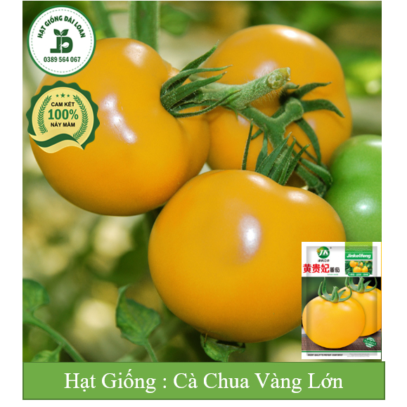 Hạt Giống Cà chua vàng to chịu nhiệt Đài Loan