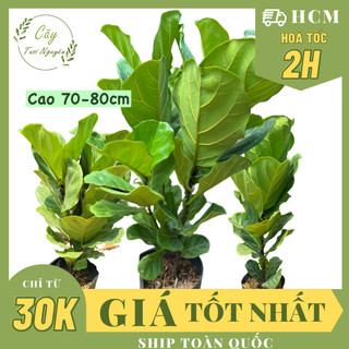 Cây bàng singapore lớn ,, lá to, cây decor sang trọng giá rẻ, lọc không khí, cây phong thuỷ tài lộc